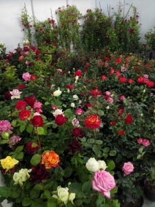 نمایشگاه بین المللی گل و گیاه تبریز
